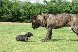 CANE CORSO 1462